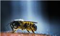 Veranstaltungsbild Wildbienen – die etwas anderen Bienen
